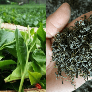 Trà Thái Green | Tinh Hoa Trà Sạch Từ Vùng Đất Thái Nguyên