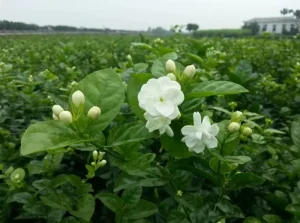 cách ướp trà hoa nhài