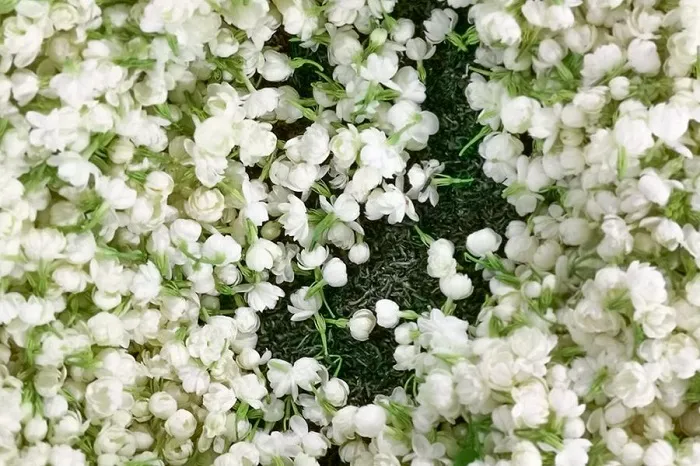 lấy hoa Nhài để ướp trà