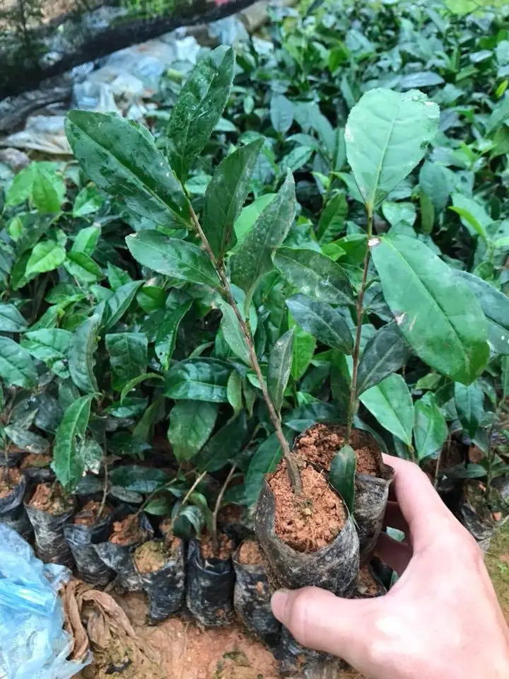 Cây chè được ươm và chuẩn bị trồng