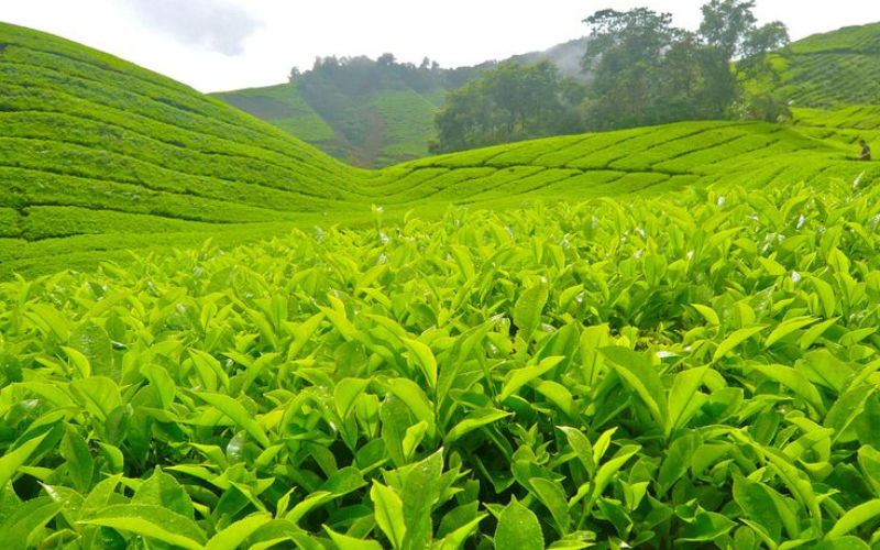 Cây Chè Thái Nguyên: Lịch Sử, Cách Trồng & Tác Dụng