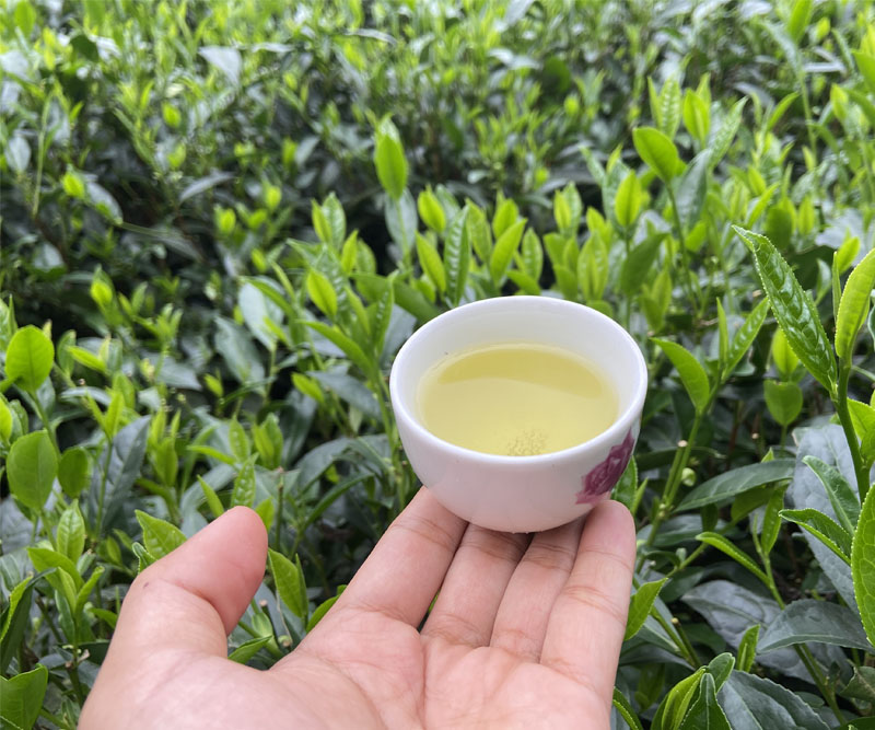 chè Thái Nguyên có lịch sử lâu đời và chất lượng