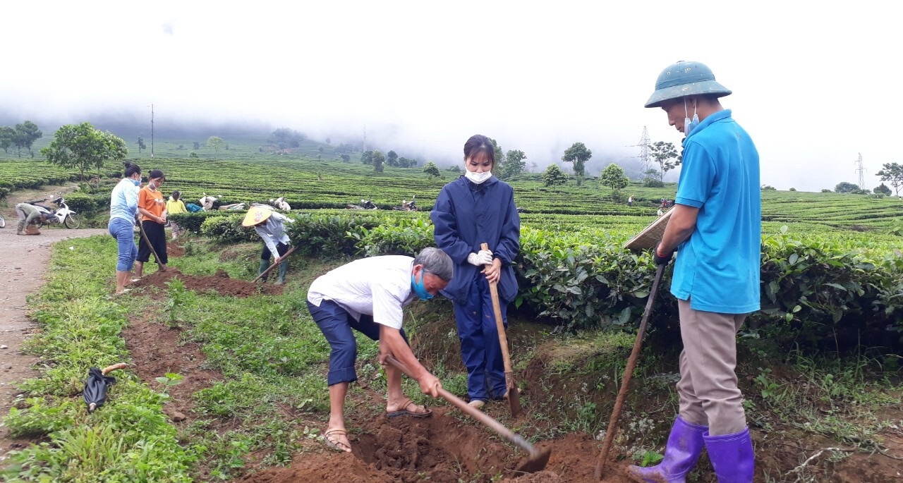 quy tình và kỹ thuật trồng, chăm sóc chè Thái Nguyên