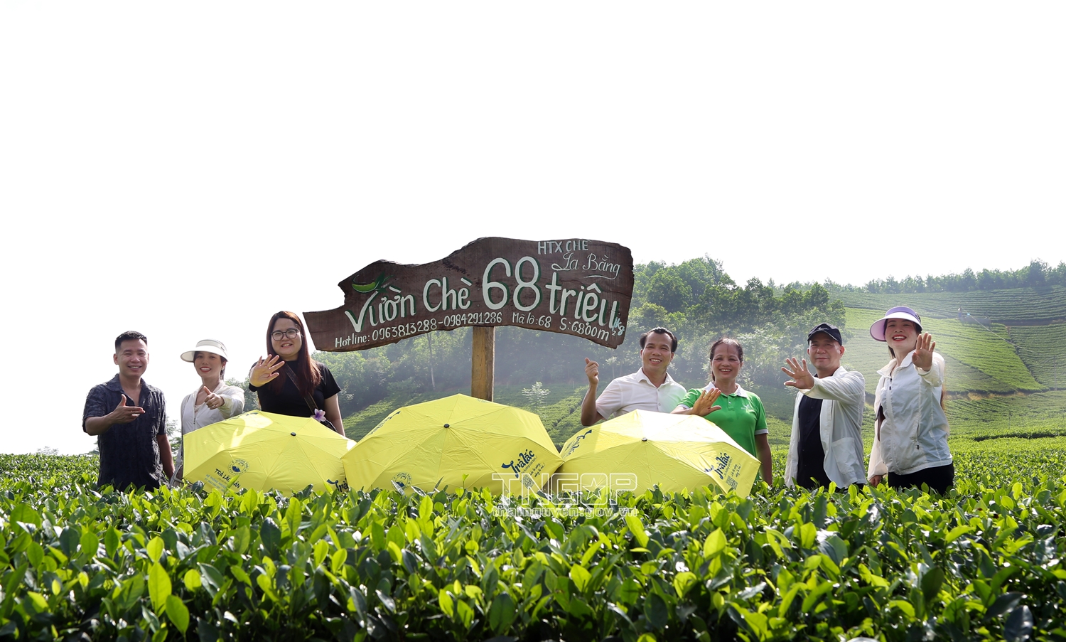khát vọng tỷ đô phát triển và nhân rộng vùng trà