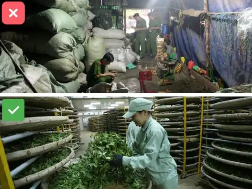 phân biệt co sở sản xuất chè sạch