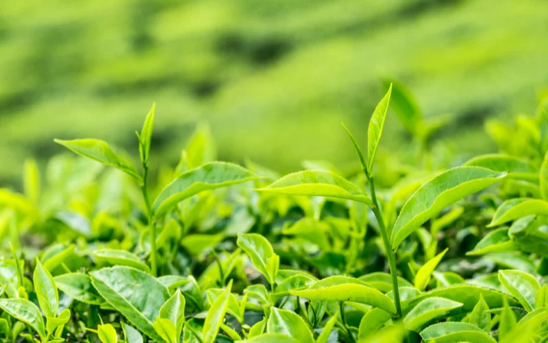 Trà Sạch Thái Nguyên