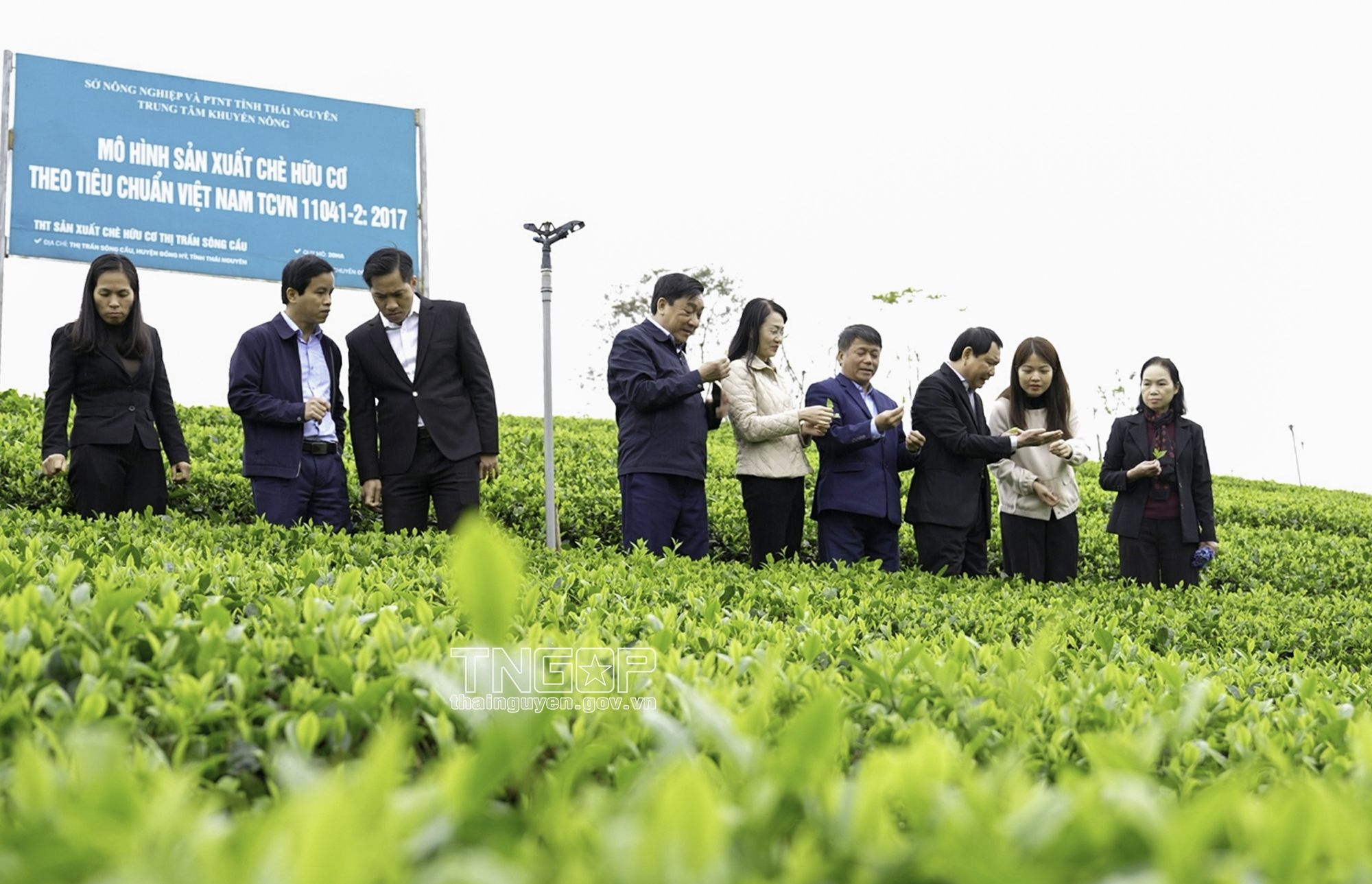 mở rộng vùng trồng trà và những tiêu chuẩn quốc tế
